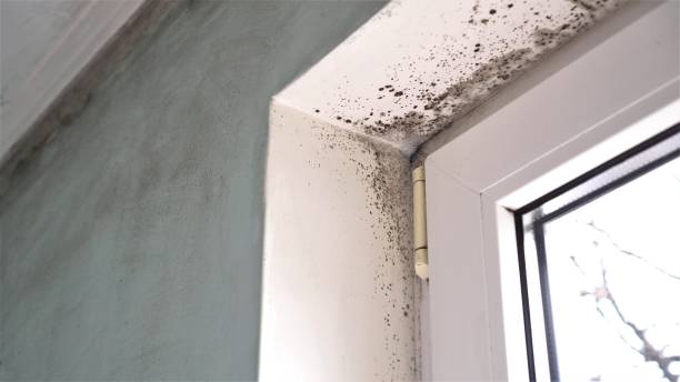 Best Attic Mold Removal  in North Ballston Spa, NY