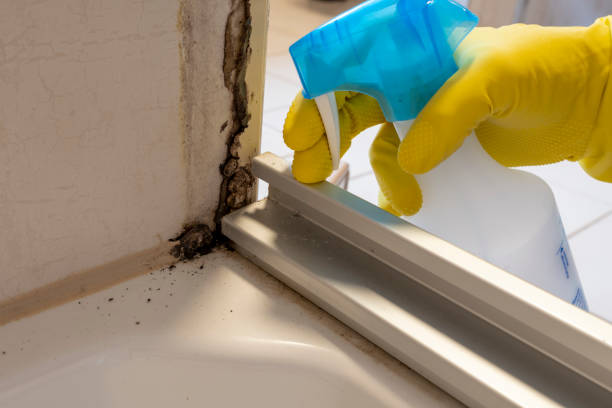 Best Same-Day Mold Removal  in North Ballston Spa, NY