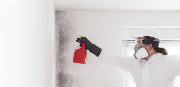 Best Local Mold Removal Service  in North Ballston Spa, NY