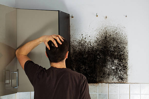 Best Home Mold Removal  in North Ballston Spa, NY